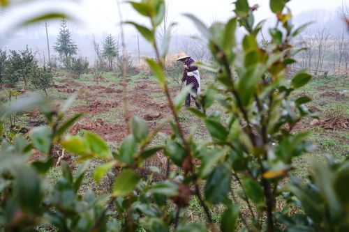 光山 春日中药材种植忙，中草药成为“致富草”