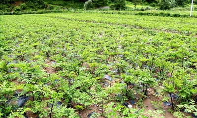 武山 紧抓富民产业培育 助力中药材种植发展
