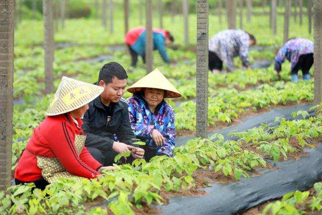 中药材种植 乡村振兴的金色良方