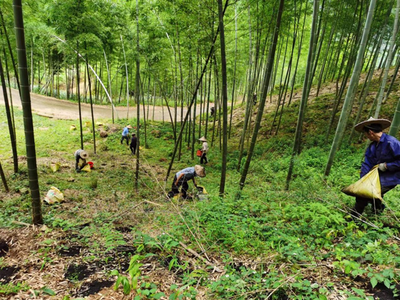 浙江公布14个林下道地中药材种植基地，赋能中草药高质量种植发展